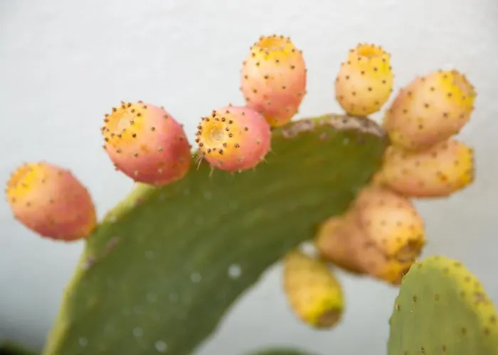 Bed & Breakfast Masseria San Michele