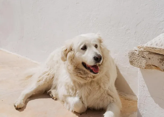 Masseria San Michele Bed & Breakfast